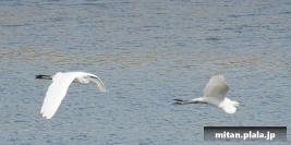 2015-05-03 東京港野鳥公園
