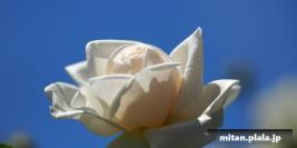 2015-05-17 生田ばら園