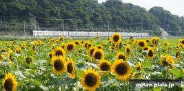 2015-07-12 佐倉オランダ風車