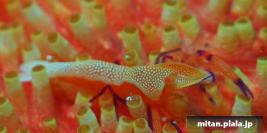 2015-09-05 けらま(海)