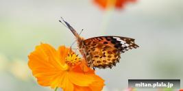 2015-09-22 本牧山頂公園