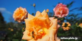 2015-10-18 横浜イングリッシュガーデン