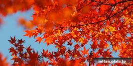 2015-12-05 小石川後楽園