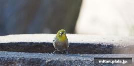 2016-02-07 上野公園、皇居
