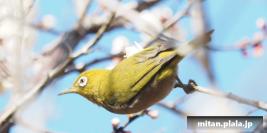 2016-02-11 小石川植物園