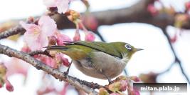 2016-02-13 代々木公園、他