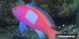 2016-03-12 けらま(海)