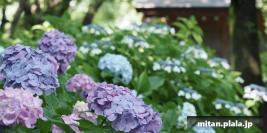 2016-06-18 妙楽寺(あじさい寺)