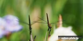2016-06-26 堀切菖蒲園
