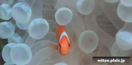 2016-09-03 けらま