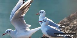 2016-11-03 浜離宮恩賜庭園