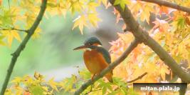 2016-11-13 日比谷公園、国会議事堂