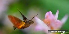 2016-11-20 小石川後楽園