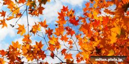 2016-11-26 幕張海浜公園