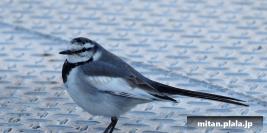 2016-12-30 みなとみらい