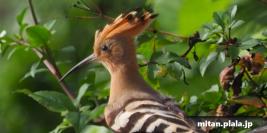 2017-03-17 けらま(陸)