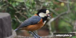 2017-04-15 代々木公園