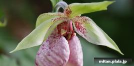 2017-04-29 町田えびね苑、薬師池公園