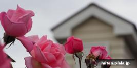 2017-05-14 横浜イングリッシュガーデン