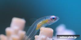 2017-12-23 けらま(海)