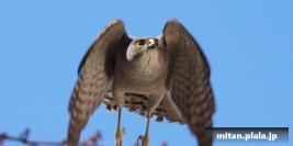 2018-05-04 洗足池公園