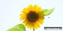 2018-07-15 代々木公園