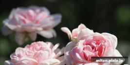 2018-10-07 京王フローラルガーデンアンジェ