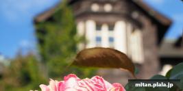 2018-11-03 旧古河邸、六義園