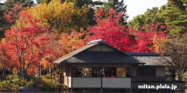 2018-11-23 昭和記念公園