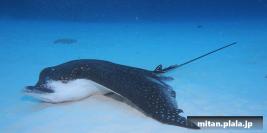 2019-03-23 けらま(海)