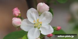 2019-04-06 目黒川