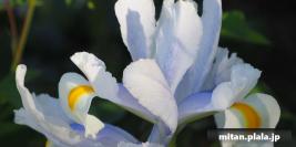 2019-04-13 みなとみらい