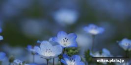 2019-05-03 昭和記念公園