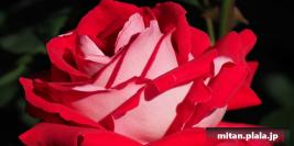 2019-05-11 横浜イングリッシュガーデン