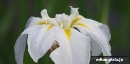 2019-06-16 堀切菖蒲園、水元公園