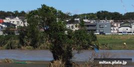 2019-10-13 多摩川