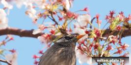 2020-04-04 多摩川