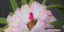 2020-04-08 洗足池公園