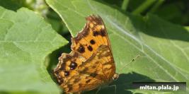 2020-09-28 多摩川