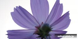 2020-10-24 多摩川