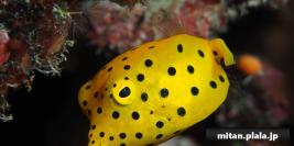 2020-12-26 けらま(海)