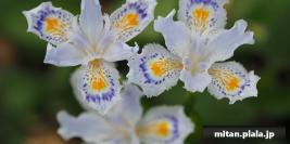 2021-04-03 立会街道、洗足池公園