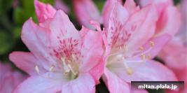 2021-04-10 根津公園、上野公園