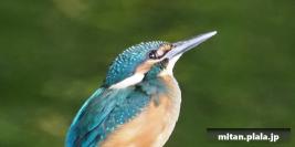 2021-06-12 薬師池公園