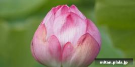 2021-07-24 上野公園、不忍池