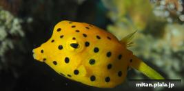 2021-12-27 けらま(海)