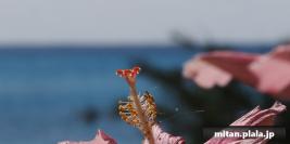 2021-12-27 けらま(陸)、国際通り