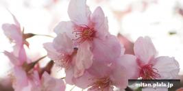 2022-03-05 池上梅園