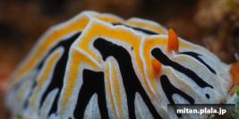 2022-03-12 けらま(海)