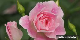 2022-05-14 光が丘